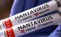 Hantavirüs ile ilgili AB’den dikkat çeken hamle: Tedavi için harekete geçildi
